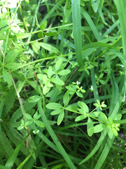 Galium tinctorium