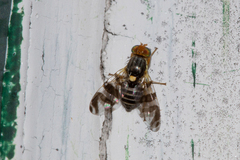 Rhagoletis cingulata