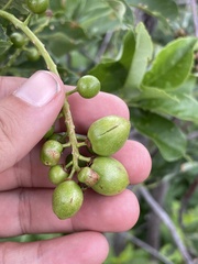 Contarinia virginianiae