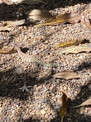 Varanus glauerti