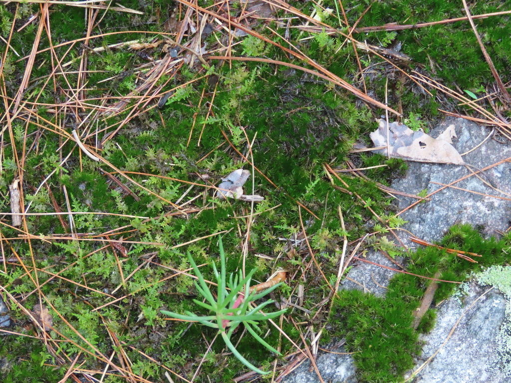 round-leaved fameflower from Carl Sandburg Home, Flat Rock, NC, US on ...