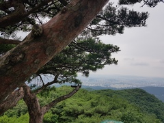 Pinus