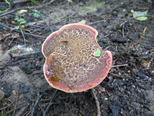 Auksakotis švelniabaravykis nuotrauka