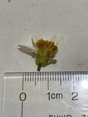 Bidens alba