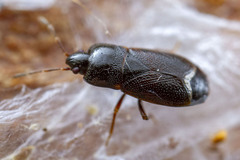 Telocoris