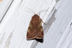 Cryptocala acadiensis