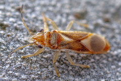 Thaumastocoris peregrinus