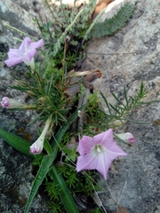 Ipomoea capillacea