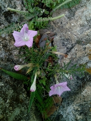 Ipomoea capillacea