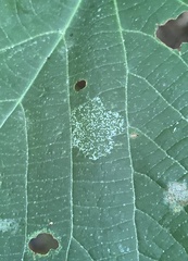 Phyllonorycter lucetiella