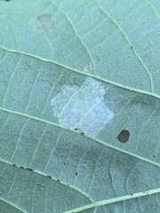 Phyllonorycter lucetiella