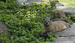 Procavia capensis johnstoni