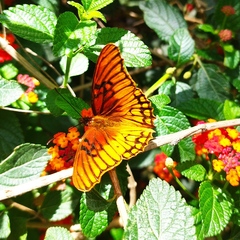 Dione moneta poeyii