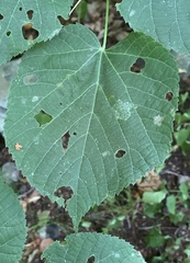 Phyllonorycter lucetiella