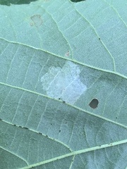 Phyllonorycter lucetiella