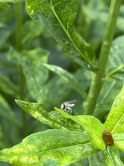 Sphaerophoria contigua