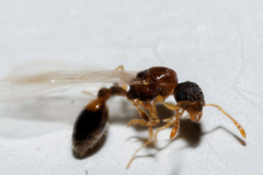 Temnothorax duloticus