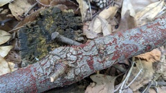 Nectria pseudotrichia