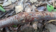 Nectria pseudotrichia