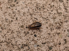 Luridiblatta trivittata