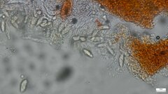 Nectria pseudotrichia