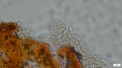 Nectria pseudotrichia