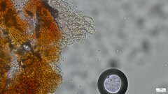 Nectria pseudotrichia