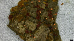 Nectria pseudotrichia