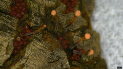 Nectria pseudotrichia