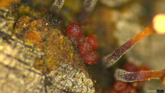 Nectria pseudotrichia