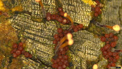 Nectria pseudotrichia