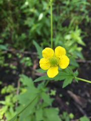 Geum aleppicum