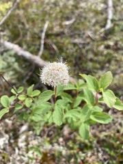 Spiraea stevenii