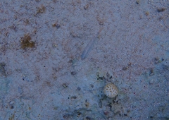 Halichoeres bivittatus