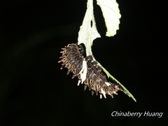 Byasa polyeuctes termessus