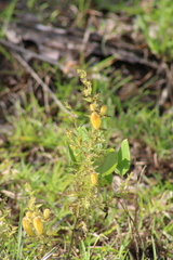 Aureolaria pectinata