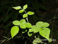 Rubus incanus