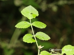Rubus incanus