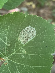 Phyllonorycter tiliacella
