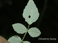 Rubus incanus