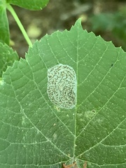 Phyllonorycter tiliacella