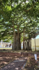 Ficus benghalensis