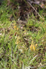 Aureolaria pectinata