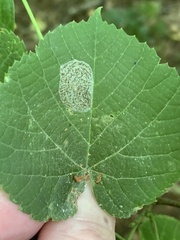 Phyllonorycter tiliacella