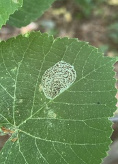 Phyllonorycter tiliacella