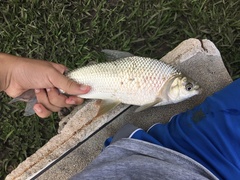 Prochilodus lineatus