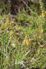 Aureolaria pectinata