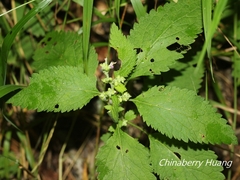 Teucrium viscidum