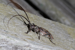 Monochamus maculosus