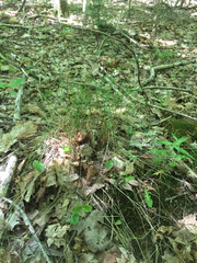 Poa nemoralis